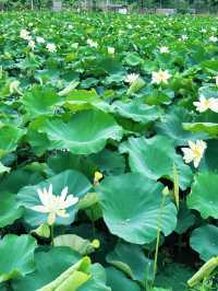 影相效果真係唔錯嘅珠海免費荷花衝