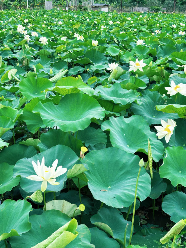 影相效果真係唔錯嘅珠海免費荷花衝