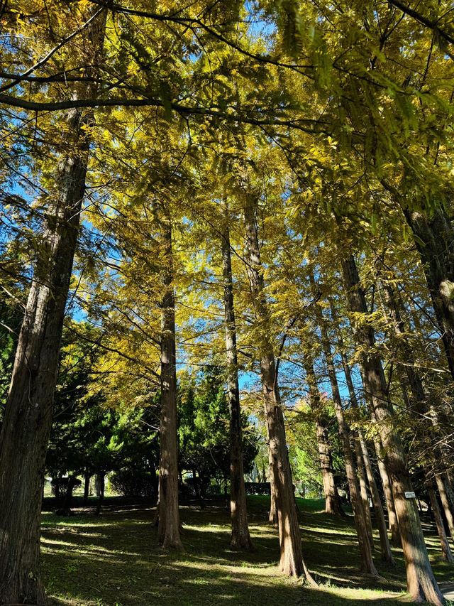 大阪秋日限定 | 南千里公園的美味邂逅🥧