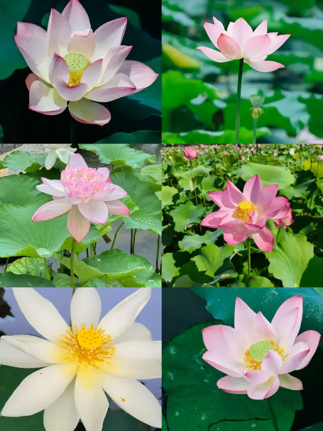 The lotus flowers at Honghu Lake are in bloom! Aren't you coming to see them?