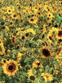🌻深圳桂灣公園 | 邂逅宮崎駿同款向日葵花海