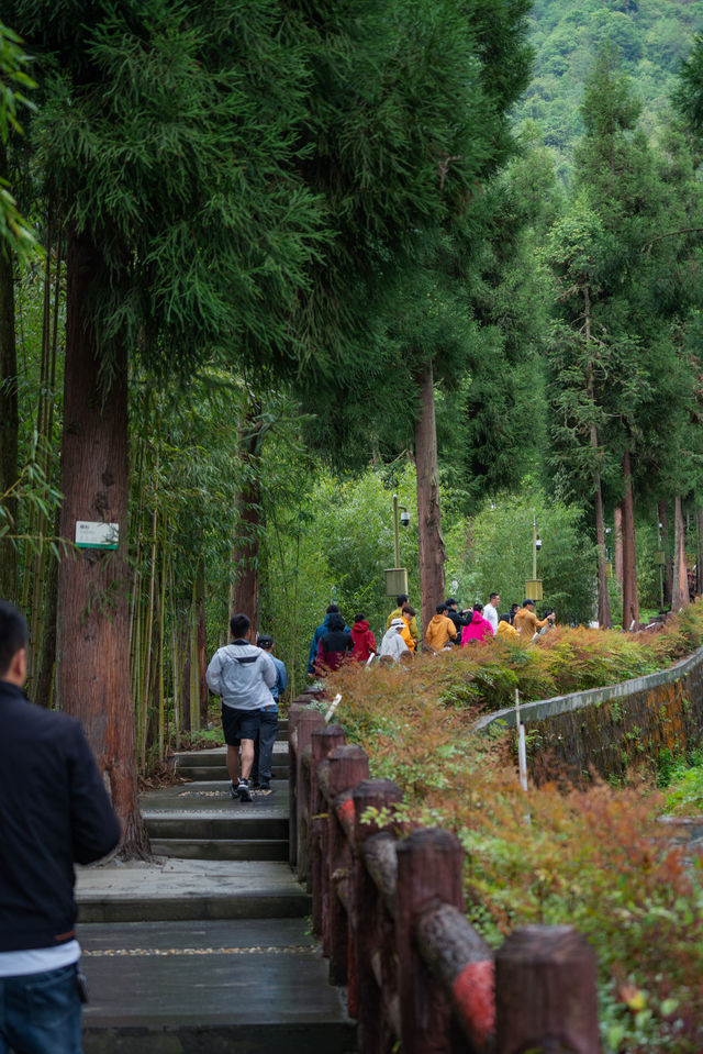 熊貓起源地鄧池溝奇妙之旅，真係好好玩