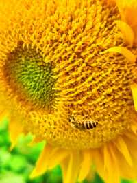 🌻邂逅廣州限定浪漫！向日葵花海美出圈