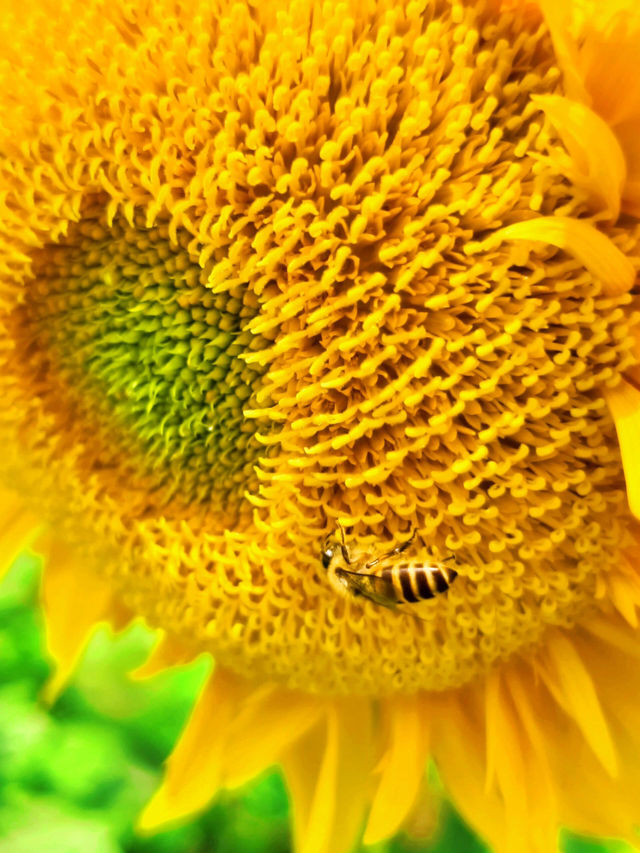 🌻邂逅廣州限定浪漫！向日葵花海美出圈