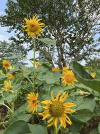 🌼南寧園博園向日葵花海打卡攻略
