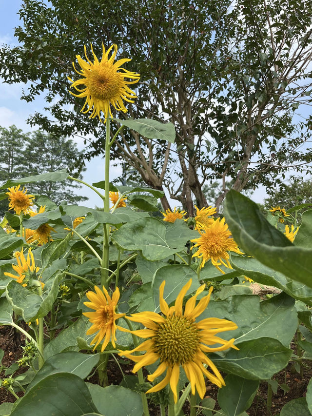 🌼南寧園博園向日葵花海打卡攻略