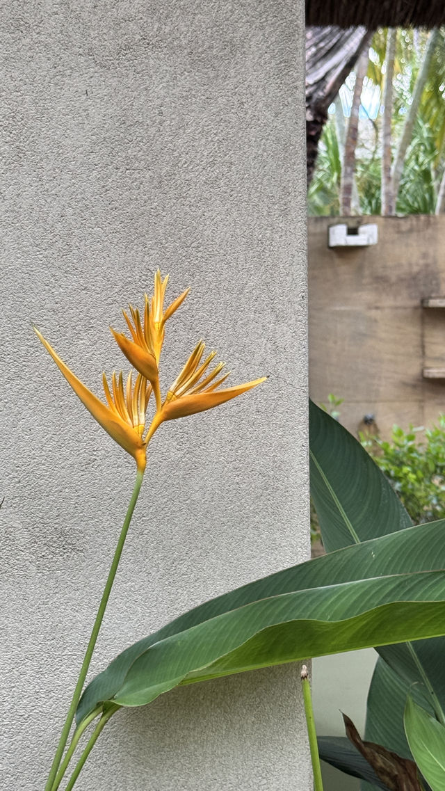 呢度係海南，唔係巴厘島