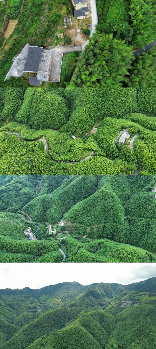 信宜馬安竹海沉浸式旅記