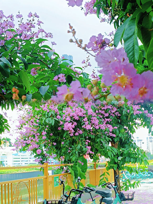 陳村花卉世界｜佛山陳村，粉紅色的浪漫，紫薇花盛放