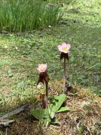 普達措國家公園—人生是曠野