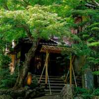 大阪Forest park森林公園🌲！都市綠肺秘境全攻略，吸氧放鬆必衝！