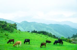 Chenzhou Yangtian Lake Alpine Meadow: The Most Comprehensive Travel Guide Online
