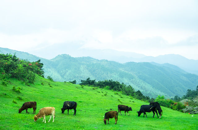 郴州仰天湖高山草甸，全網最全玩樂攻略