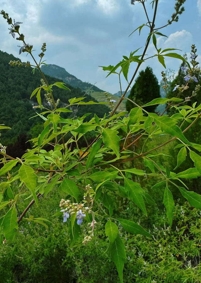 齊魯尋古之四門塔