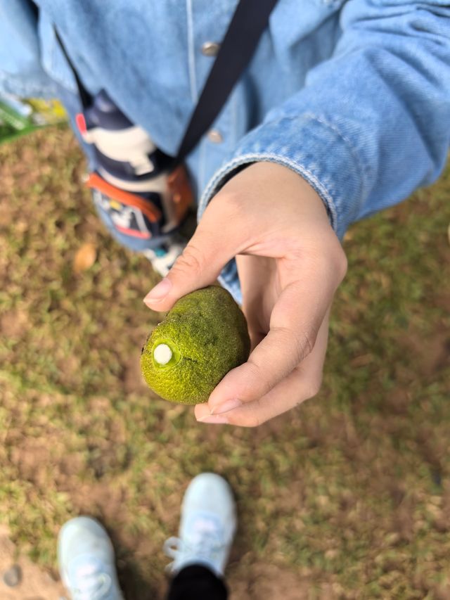 版納熱帶植物探秘