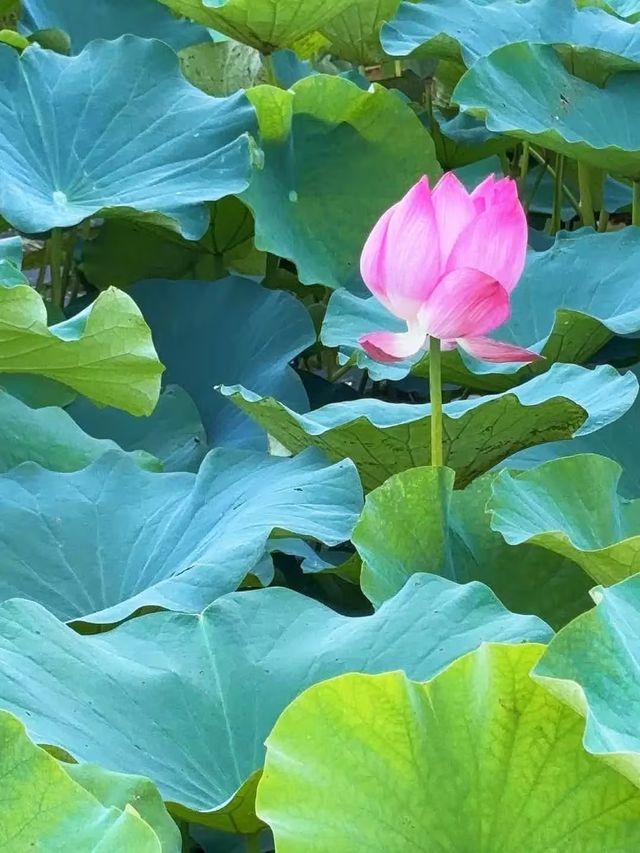 周邊好去處 白洋淀荷花季