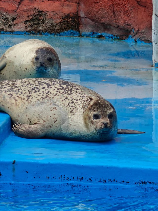 上海海昌海洋公園王炸活動，玩到唔想返屋企～