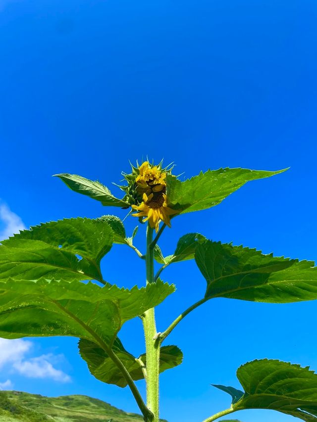 要去一次草原啦～ 今次推薦一個雲南超冷門嘅秘境