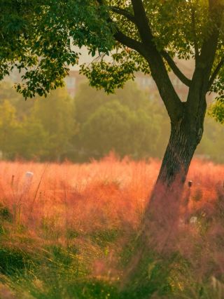 Limited Autumn Love Song in the Sea of Flowers
