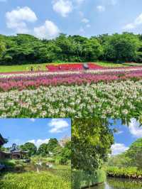 海珠濕地公園,春日賞花休閒的寶藏地!