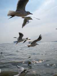 太湖追鷗奇遇記！60元船票解鎖「海陸空」三重浪漫！