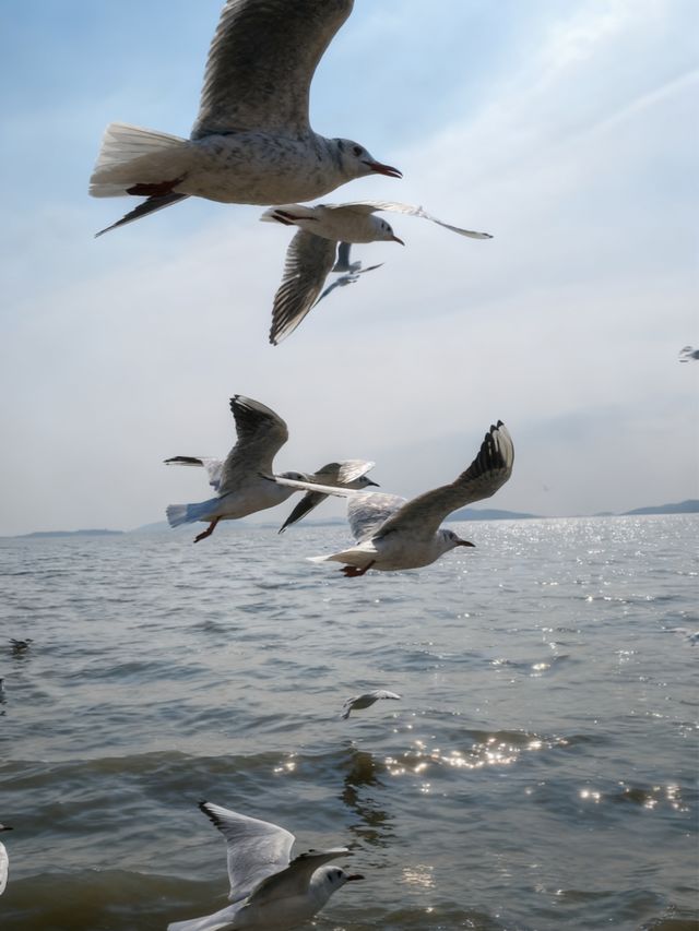 太湖追鷗奇遇記！60元船票解鎖「海陸空」三重浪漫！