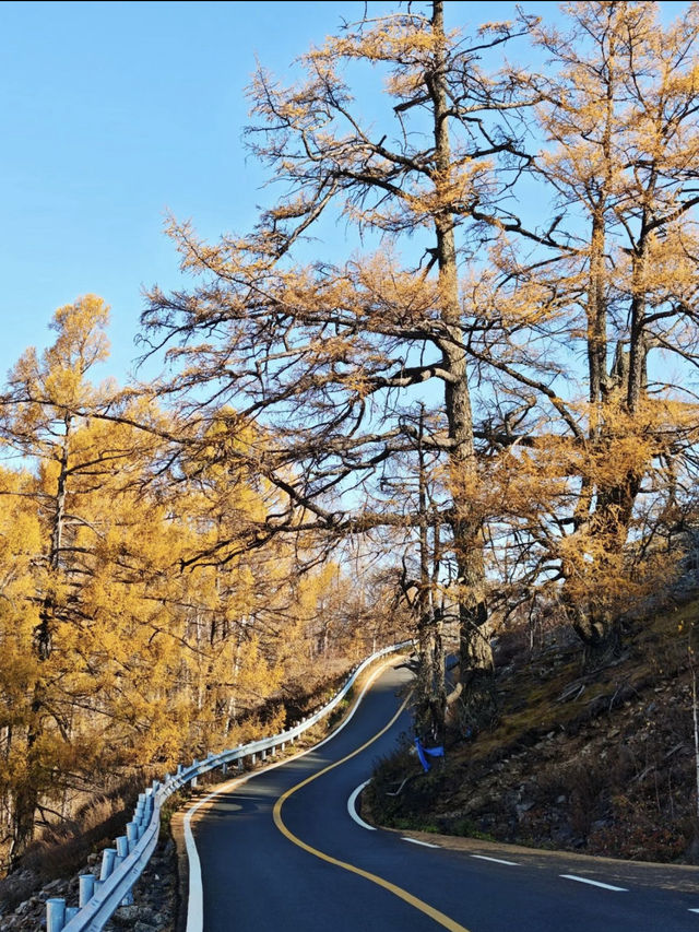 阿爾山金秋攻略中國人少景美的秋季天花板