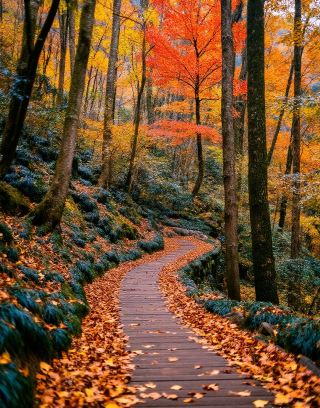 The Ultimate Secret Spot for Autumn Maple Viewing | Mid-October to Mid-November is the Golden Season for Fall Foliage