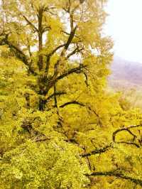 天台山秋意殺瘋了！這幾個打卡地錯過等一年