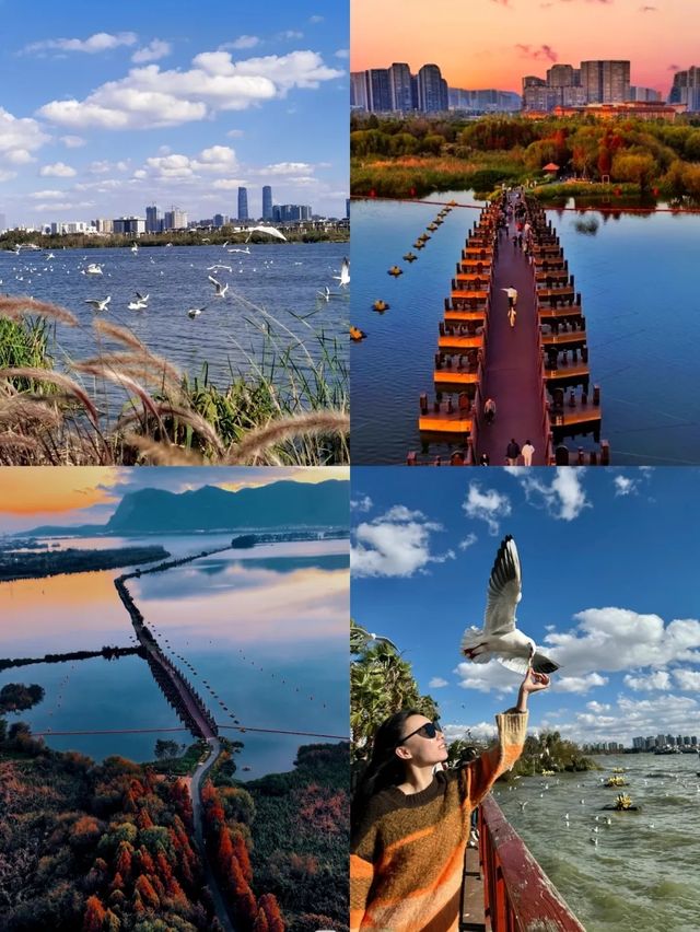 昆明隱藏玩法!海洪濕地2025保姆級攻略 昆明隱藏玩法!海洪濕地2025保姆級攻略