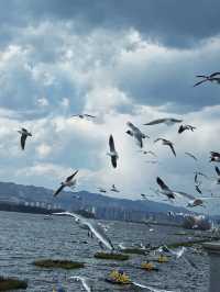 昆明冬天的浪漫 海鷗佔一半