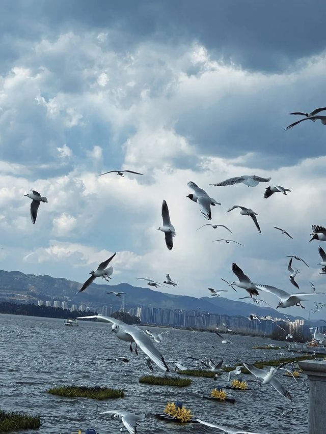 昆明冬天的浪漫 海鷗佔一半