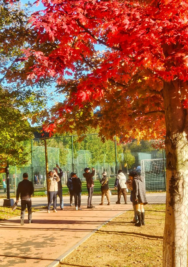公交直達，大連這個免費公園楓葉正當時，賞秋好地方