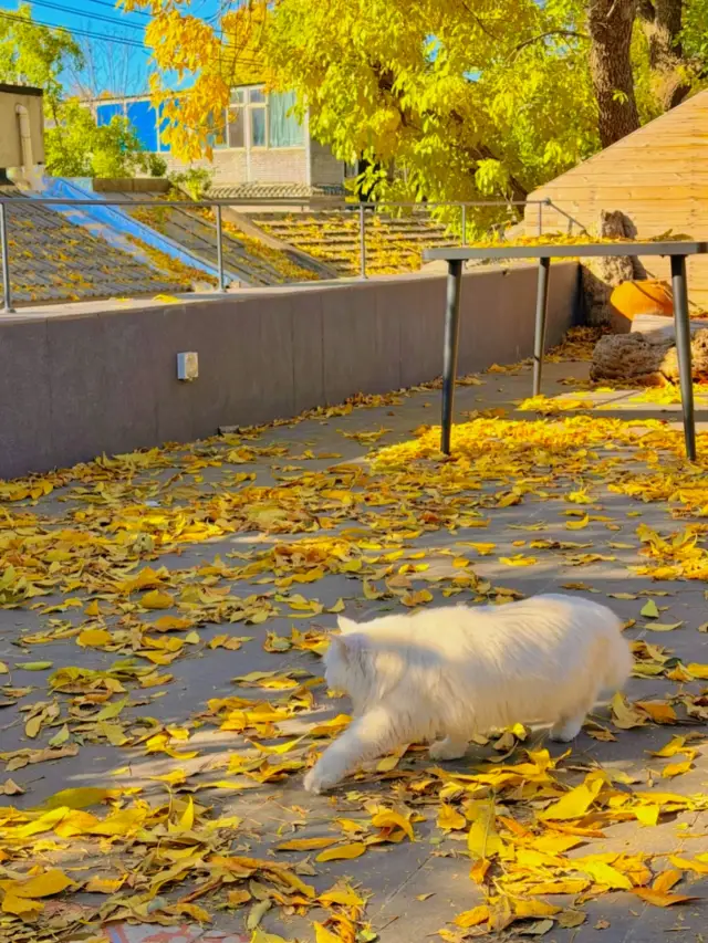 秋天到了，去北京看看吧