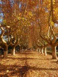 今日西安立冬,古都冬韻初顯