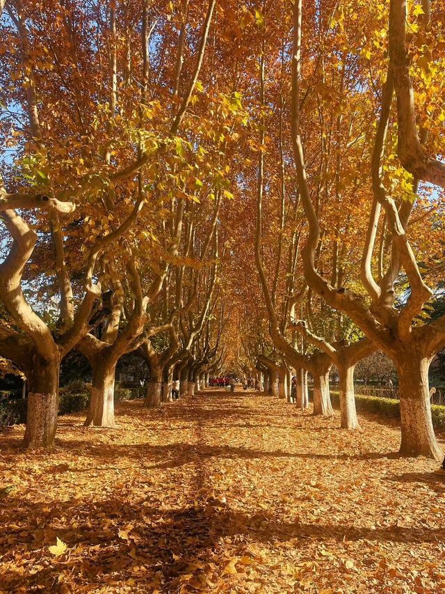 今日西安立冬,古都冬韻初顯 今日西安立冬,古都冬韻初顯