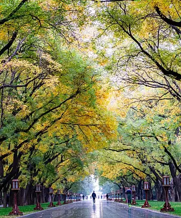 天壇千米國槐大道一下穿進童話裡