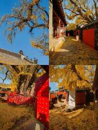 帶娃去濟南等地這份攻略必收好