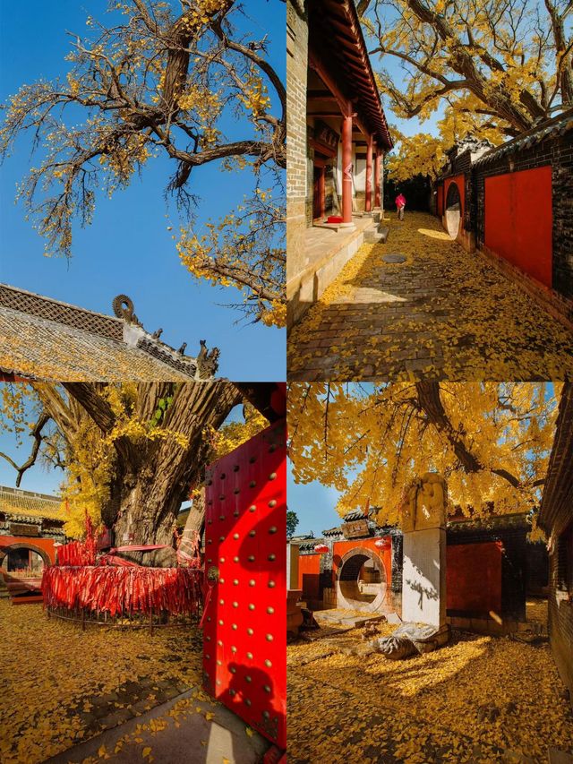 帶娃去濟南等地這份攻略必收好 帶娃去濟南等地這份攻略必收好