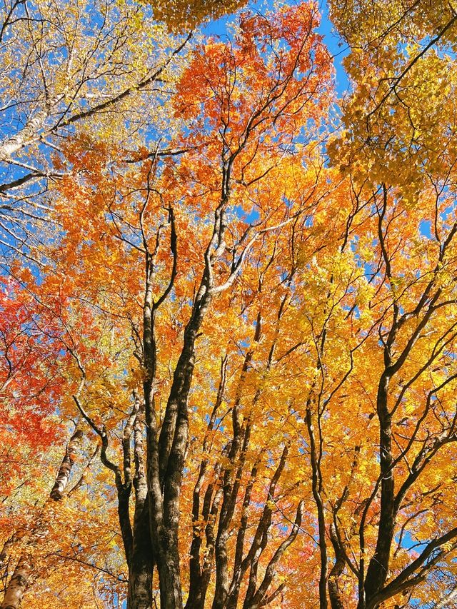 驚艷！川西小九寨松坪溝的秋色絕了一日打卡攻略