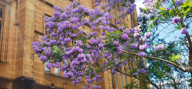 最美的學府 最美的學府