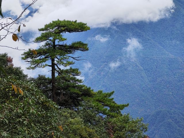 此生必爬的三清山｜雲霧繚繞的人間仙境