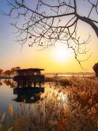 金色童話胡楊林秘境