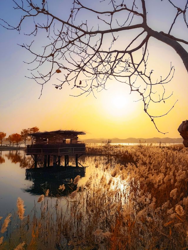 金色童話胡楊林秘境 金色童話胡楊林秘境