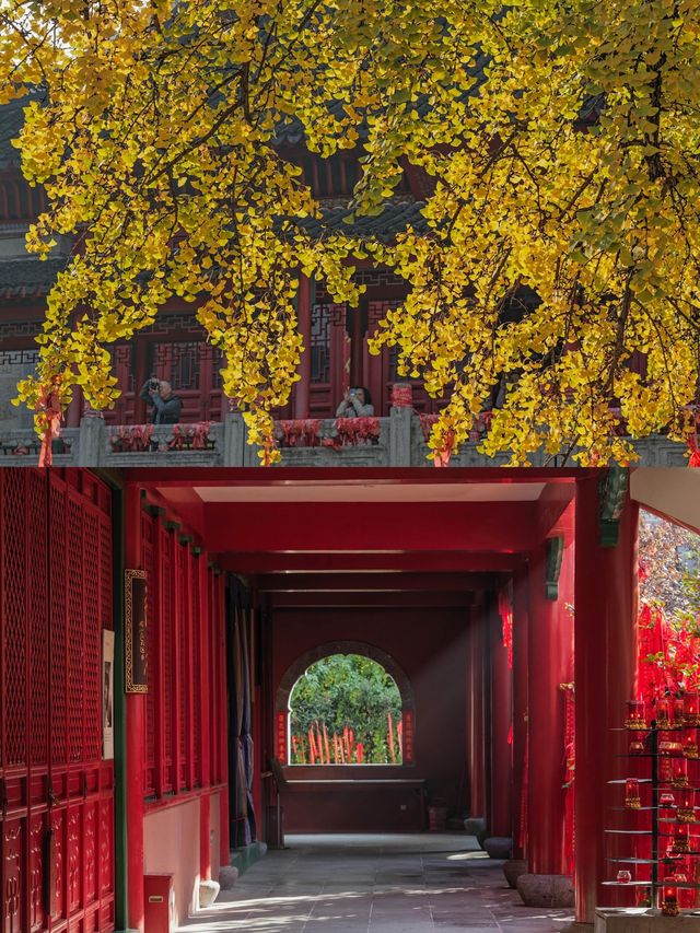 南京｜毗盧寺的銀杏，終於等來了最佳觀賞期！