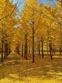 濟南賞秋全攻略,解鎖秋日限定浪漫