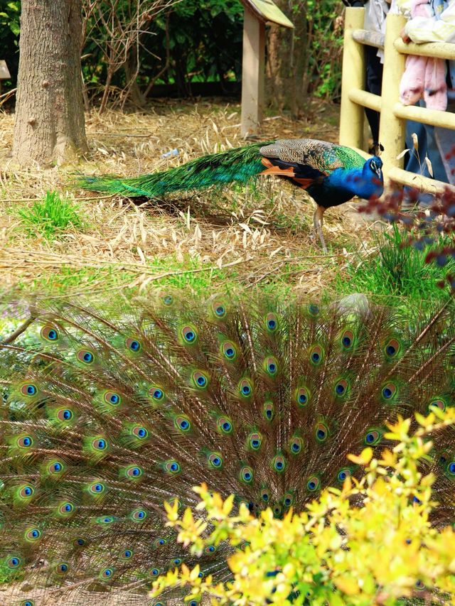 上海動物園｜被孔雀開屏美到失語！藍綠星河墜落人間