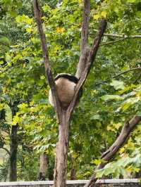 成都西嶺，超適合親子的低海拔雪山附攻略