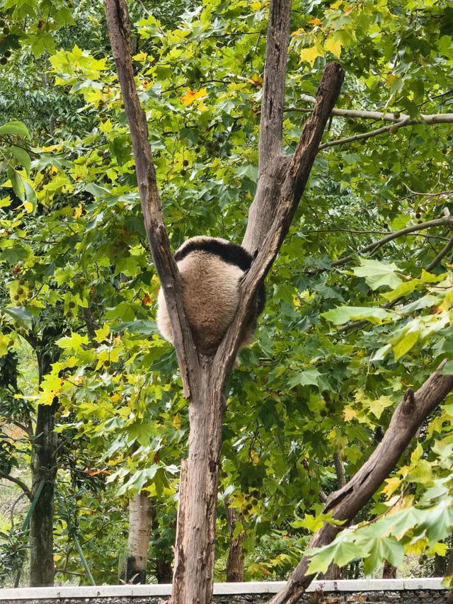 成都西嶺，超適合親子的低海拔雪山附攻略