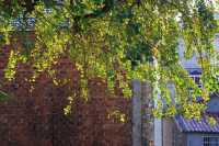 景德鎮浮梁縣-北安村的銀杏葉黃了